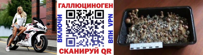 Псилоцибиновые грибы Magic Shrooms  Купить  Дигора 
